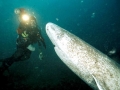 Greenland Shark