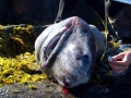 Greenland Shark