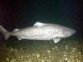 Greenland Shark