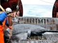 Greenland Shark