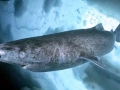 Greenland Shark