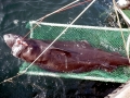 Greenland Shark