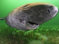 Greenland Shark