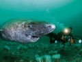 Greenland Shark