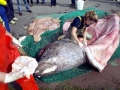 Greenland Shark