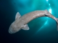 Greenland Shark