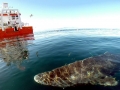 Greenland Shark