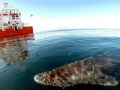 Greenland Shark