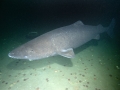 Greenland Shark