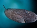 Greenland Shark