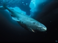 Greenland Shark