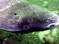 Greenland Shark