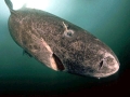 Greenland Shark