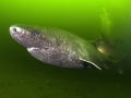 Greenland Shark