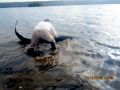 Greenland Shark