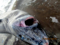 Greenland Shark