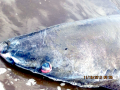 Greenland Shark