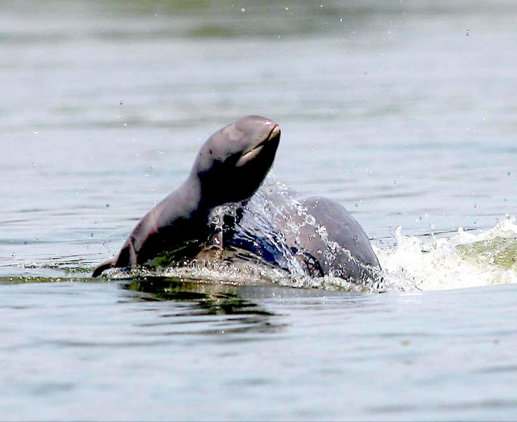 Irrawaddy Dolphin – 