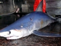 Longfin Mako Shark