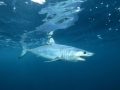 Longfin Mako Shark