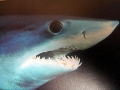 Longfin Mako Shark