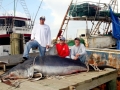 Longfin Mako Shark