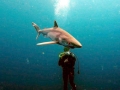 Longfin Mako Shark