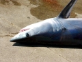 Longfin Mako Shark