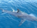 Longfin Mako Shark