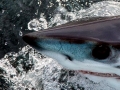 Longfin Mako Shark