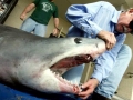 Longfin Mako Shark