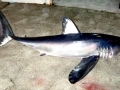 Longfin Mako Shark