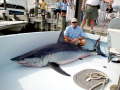 Longfin Mako Shark