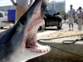 Longfin Mako Shark