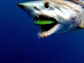 Longfin Mako Shark