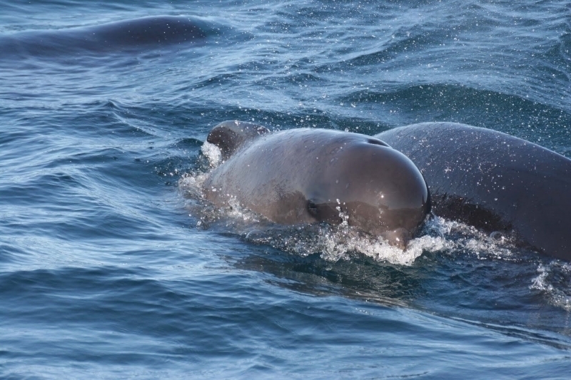 Long-finned Pilot Whale – 