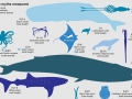 Student hand-outs during a typical program session:  ANIMAL SIZE CHART