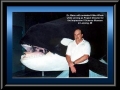 Dr. Mann with an animated Killer Whale during his position as Project Director for the Impression 5 Science Museum's "World of Whales" 1995 exibition in Lansing, MI