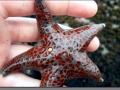 Ocean Treasures, the program's "touch tank"