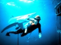 Photo taken by Don Silverston of Dr. Mann hand-feeding a Blue Shark off the coast of San Diego