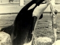 Photo taken of Dr. Mann's first-ever Killer Whale interaction at the Miami Seaquarium in Miami, FL on Friday June 26, 1970