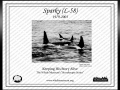 "L-58" was named "Sparky" by the Whale Museum to honor Dr. Mann's given nickname in the game of Slow-Pitch Softball. "L-58" was born in 1980 and died in 2003. "Sparky" had a tall dorsal fin with a rounded tip and a slight wave in the middle. He was the first calf of "Tanya" L-5 and had a younger brother "Flash" L-73 born in 1985. They were a very tight group and were rarely seen apart. "Sparky" was frequently observed with teenage males from the Southern Resident community around him. Perhaps he was serving as a role model or "big brother".