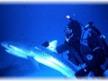 Dr. Mann handling a Tiger Shark