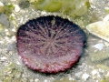 Sand Dollar