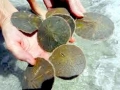 Sand Dollar