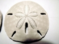 Sand Dollar