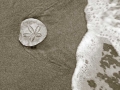 Sand Dollar