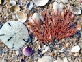 Sand Dollar