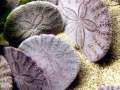 Sand Dollar