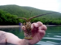 Spiny Lobster